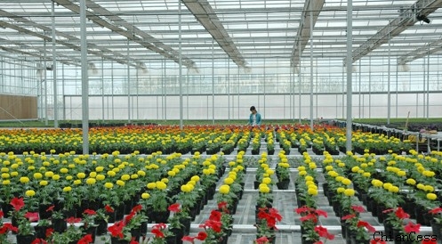 陽光板溫室 陽光板溫室